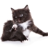 Pruritus Symptoms in Cats and Dogs