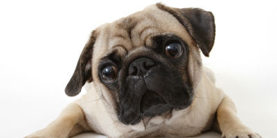 //cdn.petcarerx.com/common/images/articleThumb/Pug-ObeseArticle-Food.jpg