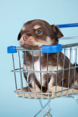 puppy-buying-guide