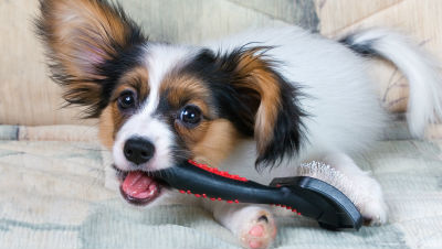 puppy-grooming