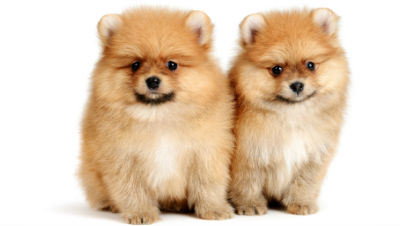 puppy-health