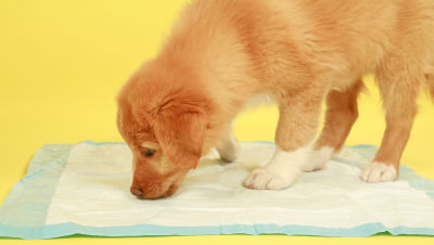 housetrain-a-puppy