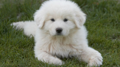 Puppy-Nutrition