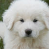 The Proper Nutrition for Feeding a Puppy
