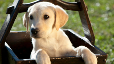 new-puppy