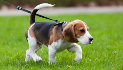 puppy-training