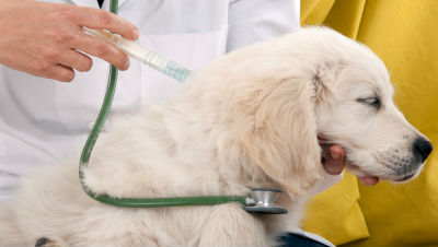 puppy-vaccines