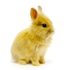 Caring for Rabbits at Home