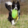 Do I Really Need Flea and Tick Protection?    