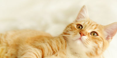 RedHairedCat-LeukemiaHealthArticle-5Facts RedHairedCat-LeukemiaHealthArticle-5Facts