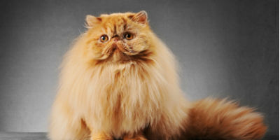 RedPersianCat-LeukemiaHealthArticle-Causes RedPersianCat-LeukemiaHealthArticle-Causes