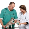 How to Find the Right Vet