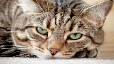Roundworm-Treatment