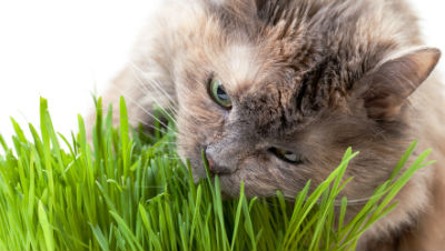 cats-eat-grass