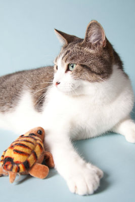 senior-cat-pet-supplies senior-cat-pet-supplies