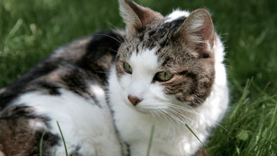senior-cat-food senior-cat-food