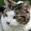 Nutrition for Feeding a Senior Cat