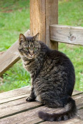 senior-cat-care