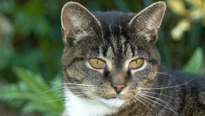 senior-cat-health