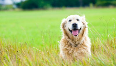 senior-dog-supplies