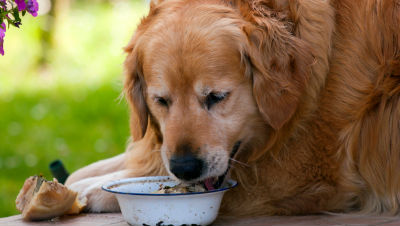 senior-dog-nutrition