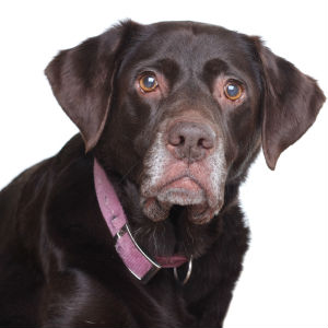 senior-dog-care senior-dog-care