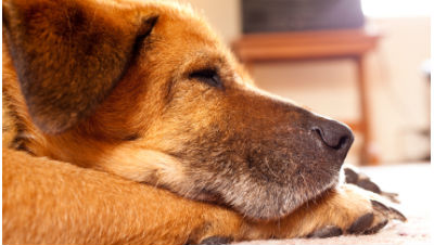 senior-dog-care