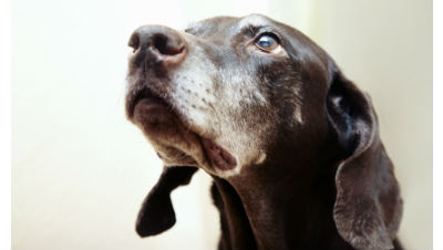 train-old-dog