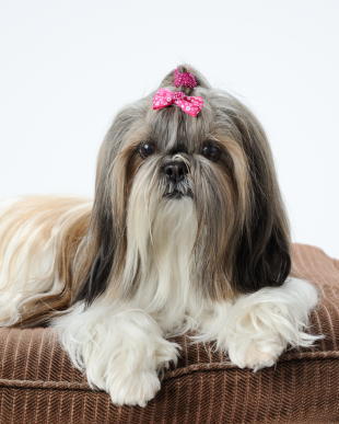 The Shih Tzu's coat needs Omega 3 and 6 oils for a healthy shine.