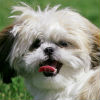 Shih Tzu Grooming Instructions