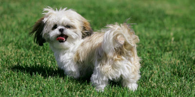 //cdn.petcarerx.com/common/images/articleThumb/ShihTzu-GroomingInstructions-Grooming.jpg