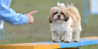//cdn.petcarerx.com/common/images/articleThumb/ShihTzu-TrainingSecrets-Training.jpg