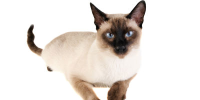 SiameseCat-URIHealthArticle-Causes SiameseCat-URIHealthArticle-Causes