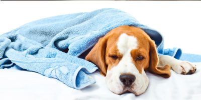 SickDog-TapewormHealthArticle-5Facts SickDog-TapewormHealthArticle-5Facts