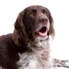 Skin Problems in Dogs