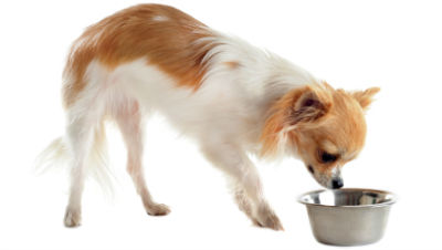 small-breed-dog-food