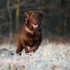 How to Use Spot On Flea and Tick Treatments
