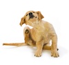 Spot On Flea Control