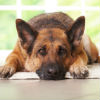 Symptoms of Arthritis in Dogs and Cats