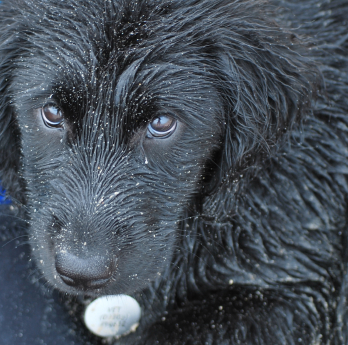 Dog in snow