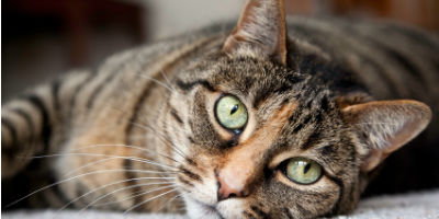 TabyCat-TapewormHealthArticle-Summary TabyCat-TapewormHealthArticle-Summary