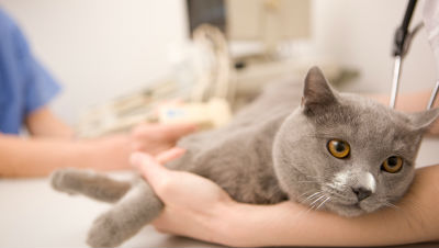 take-cat-to-vet