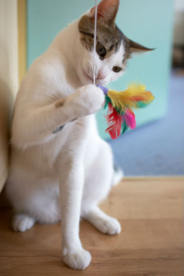 train-a-cat