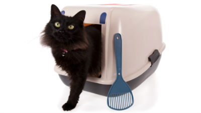 train-litter-box
