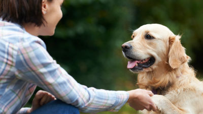 dog-training-tips