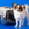 Best Pet Carriers for Traveling
