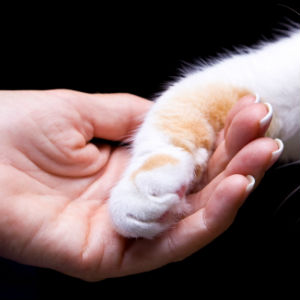 treat-cat-wound treat-cat-wound