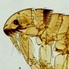 Understanding Fleas & Ticks