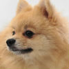 5 Facts You Should Know About Underweight Pets