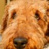 Why is My Dog or Cat Losing Weight?